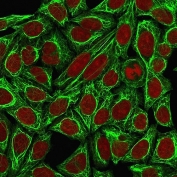 Immunofluorescent staining of methanol-fixed human HeLa cells with Cytokeratin 7 antibody cocktail (green, clones KRT7/760 + KRT7/903) and Reddot nuclear counterstain (red).