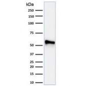 Western blot testing of human HeLa cell lysate with Cytokeratin 7 antibody cocktail (clones KRT7/760 + KRT7/903).
