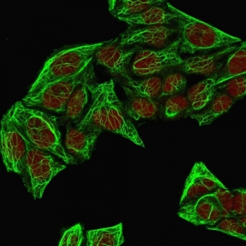 Immunofluorescent staining of methanol-fixed human HeLa cells with Cytokeratin 7 antibody cocktail (green, clones KRT7/760 + OV-TL12/30) and Reddot nuclear counterstain (red).~