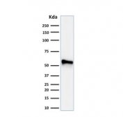 Western blot testing of human HeLa cell lysate with Cytokeratin 7 antibody cocktail (clones KRT7/760 + OV-TL12/30).