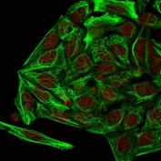 Immunofluorescent staining of methanol fixed human HeLa cells with Keratin 7 antibody (clone KRT7/1198, green) and Reddot nuclear stain (red).