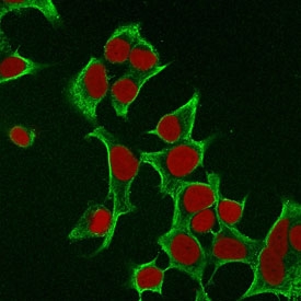 Immunofluorescent staining of permeabilized human MCF7 cells with Cytokeratin 8 antibody (clone B22.1, green) and Reddot nuclear stain (red).~