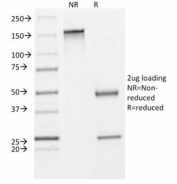 SDS-PAGE Analysis of Purified, BSA-Free Cytokeratin 8 Antibody (clone C-43). Confirmation of Integrity and Purity of the Antibody.