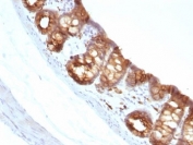 IHC: Formalin-fixed, paraffin-embedded rat colon stained with Keratin 18 antibody (clone KRT18/1190).