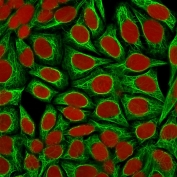 Immunofluorescent staining of permeabilized human HeLa cells with Keratin 18 antibody (clone KRT18/1190, green) and Reddot nuclear stain (red).