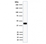 Western blot testing of human HCT116 cell lysate using Keratin 18 antibody (clone KRT18/1190). Predicted molecular weight ~48 kDa.