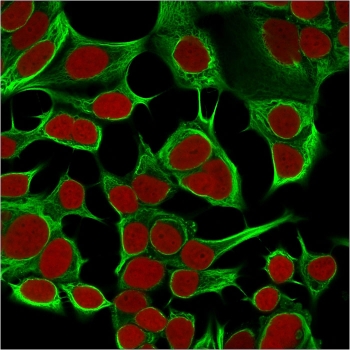 Immunofluorescent staining of permeabilized human MCF7 cells with Cytokeratin 18 antibody (clone KRT18/834, green) and Reddot nuclear stain (red).