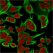 Immunofluorescent staining of permeabilized human MCF7 cells with Cytokeratin 18 antibody (clone KRT18/834, green) and Reddot nuclear stain (red).