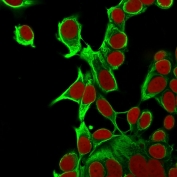 Immunofluorescent staining of permeabilized human MCF7 cells with Cytokeratin 18 antibody (green, clone KRT18/835) and Reddot nuclear stain (red).