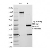 SDS-PAGE analysis of purified, BSA-free Cytokeratin 18 antibody (clone KRT18/835) as confirmation of integrity and purity.