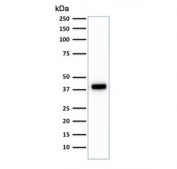 Western blot testing of HCT116 cell lysate with Cytokerain 18 antibody (clone C-04). Expected molecular weight: 46-50 kDa.