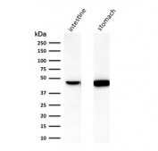 Western blot testing of human intestine and stomach tissue lysate with Keratin 18 antibody (clone C-04). Expected molecular weight: 46-50 kDa.