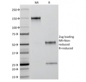 SDS-PAGE analysis of purified, BSA-free Keratin 18 antibody (clone C-04) as confirmation of integrity and purity.