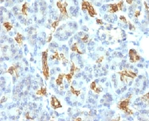 IHC: Formalin-fixed, paraffin-embedded human pancreas stained with Cytokeratin 19 antibody (KRT19/799).