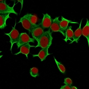 Immunofluorescent staining of permeabilized human MCF7 cells with Cytokeratin 19 antibody (clone KRT19/799, green) and Reddot nuclear stain (red).