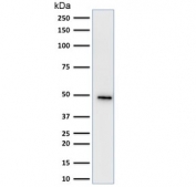 Western blot testing of human HepG2 antibody with Cytokeratin 19 antibody (clone KRT19/799). Predicted molecular weight ~43 kDa.