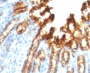 IHC: Formalin-fixed, paraffin-embedded rat stomach stained with CK19 antibody
