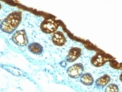 IHC: Formalin-fixed, paraffin-embedded rat colon stained with CK19 antibody