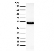 Western blot testing of human lung lysate using CK19 antibody (clone KRT19/800). Predicted molecular weight ~43 kDa.