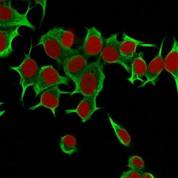 Immunofluorescent staining of MeOH fixed human MCF7 cells with KRT19 antibody (clone Ks19.1, green) and Reddot nuclear stain (red).~