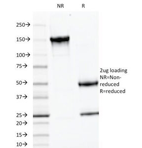SDS-PAGE Analysis of Purified, BSA-Free Luteinizing Hormone beta Antibody (clone LHb/1214). Confirmation o