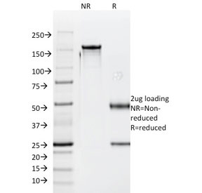 SDS-PAGE analysis of purified, BSA-free Luteinizing Hormone beta antibody (clone SPM103) as confirmation of