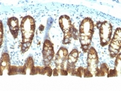 IHC: Formalin-fixed, paraffin-embedded rat colon stained with EpCAM antibody (clone EGP40/1110).