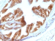 IHC: Formalin-fixed, paraffin-embedded rat Oviduct stained with EpCAM antibody (clone EGP40/1110).