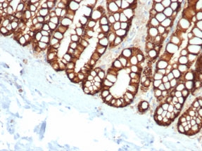 IHC staining of FFPE cat small intestine with EpCAM antibody(clone EGP40/1110). HIER: boil tissue sections in pH9 EDTA for 20 min and allow to cool before testing.