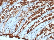 IHC staining of FFPE dog colon with EpCAM antibody (clone EGP40/1110). HIER: boil tissue sections in pH9 EDTA for 20 min and allow to cool before testing.