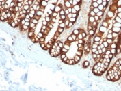 IHC staining of FFPE cat small intestine with EpCAM antibody (clone EGP40/1110). HIER: boil tissue sections in pH9 EDTA for 20 min and allow to cool before testing.