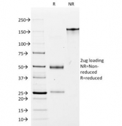 SDS-PAGE Analysis of Purified, BSA-Free EpCAM Antibody (clone MOC-31). Confirmation of Integrity and Purity of the Antibody.