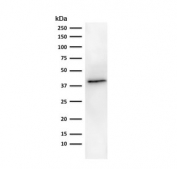Western blot testing of human lung lysate with EpCAM antibody (clone MOC-31).
