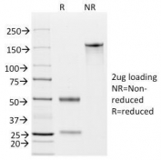 SDS-PAGE Analysis of Purified, BSA-Free EpCAM Antibody (clone EGP40/826). Confirmation of Integrity and Purity of the Antibody.