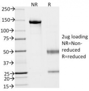 SDS-PAGE analysis of purified, BSA-free EpCAM antibody (clone EGP40/837) as confirmation of integrity and purity.