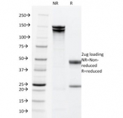 SDS-PAGE analysis of purified, BSA-free EpCAM antibody cocktail (clone PAN-EpCAM) as confirmation of integrity and purity.