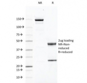 SDS-PAGE Analysis of Purified, BSA-Free CD46 Antibody (clone 169-1-E4.3). Confirmation of Integrity and Purity of the Antibody.