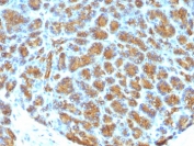 IHC analysis of FFPE human pancreas tested with MFGE8 antibody (MFG-06)