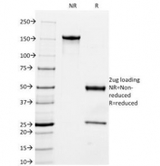 SDS-PAGE Analysis of Purified, BSA-Free MFGE8 Antibody (clone MFG-06). Confirmation of Integrity and Purity of the Antibody.