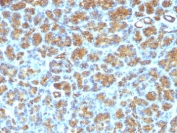 IHC: FFPE human pancreas tested with MFG-E8 antibody (SPM291)