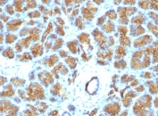 IHC analysis of FFPE human pancreas tested with Lactadherin antibody (EDM45)