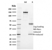 SDS-PAGE analysis of purified, BSA-free MITF antibody (clone MITF/915) as confirmation of integrity and purity.