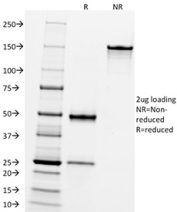 SDS-PAGE Analysis of Purified, BSA-Free Neprilysin/CD10 Antibody (clone FR4D11). Confirmation of Integrity and Purity of the Antibody.