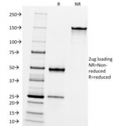 SDS-PAGE Analysis of Purified, BSA-Free CD10 Antibody (clone FR4D11). Confirmation of Integrity and Purity of the Antibody.