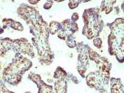 IHC: Formalin-fixed, paraffin-embedded human placenta stained with Moesin antibody (MSN/492)