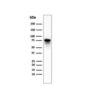 Western blot testing of human PC3 cell lysate with Moesin antibody (clone MSN/492). Predicted molecular weight ~68 kDa but routinely observed at 68-78 kDa.