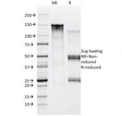SDS-PAGE analysis of purified, BSA-free Moesin antibody (clone MSN/492) as confirmation of integrity and purity.