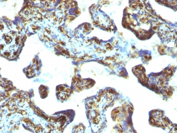 IHC: Formalin-fixed, paraffin-embedded human placenta stained with Moesin antibody (MSN/493). HIER: boil tissue sections in pH 9 10mM Tris with 1mM EDTA for 20 min and allow to cool before testing.~