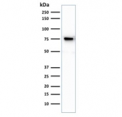 Western blot testing of human Jurkat cell lysate with Moesin antibody. Predicted molecular weight ~68 kDa but routinely observed at 68-78 kDa.