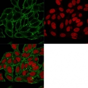 Immunofluorescent staining of PFA-fixed human HeLa cells with Moesin antibody (clone MSN/493, green) and Reddot nuclear stain (red).